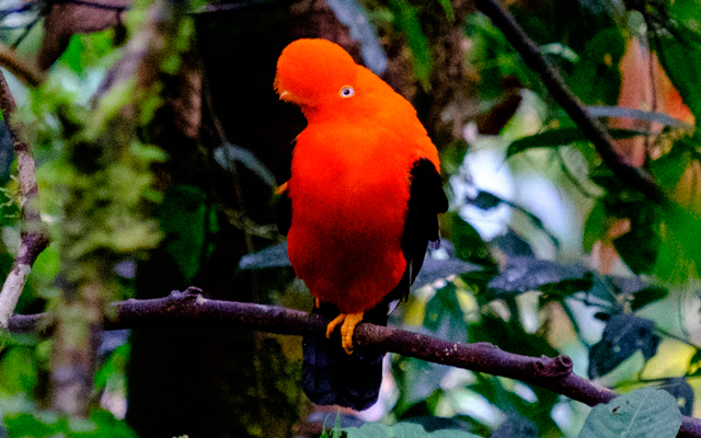 Reserva Nacional del Manu