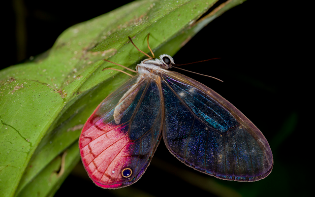 Reserva Nacional de Tambopata