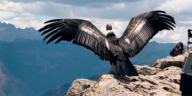 condor