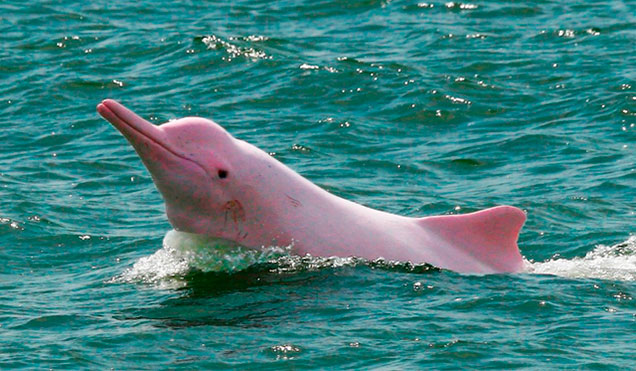 delfin-rosado