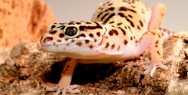 gecko-lima