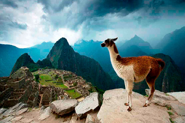 llama-machu-picchu