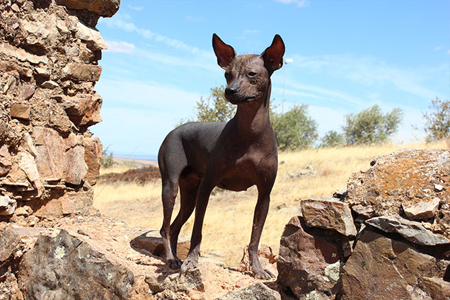 perro-peruano