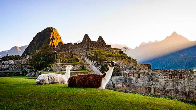 machu-picchu-llamas