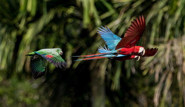  Perú un verdadero paraíso de aves