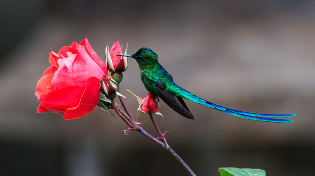  Perú un verdadero paraíso de aves