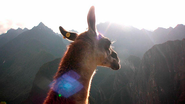 llama-cusco-machu-picchu-tour-fotografia