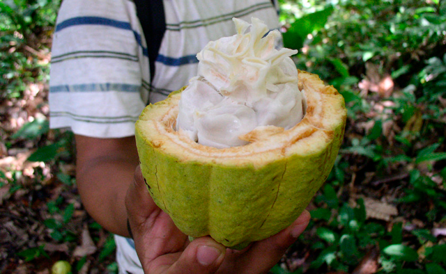  El Cacao peruano 