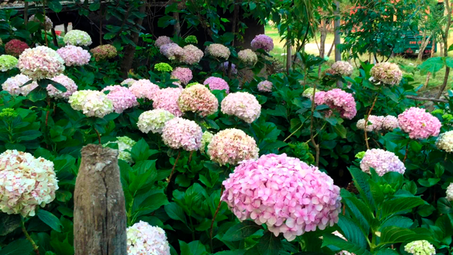  Recorre Cajamarca y descubre su colorido Jardín de Hortensias 