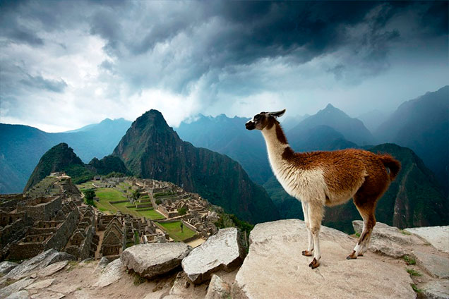 flora-fauna-machu-picchu-tour