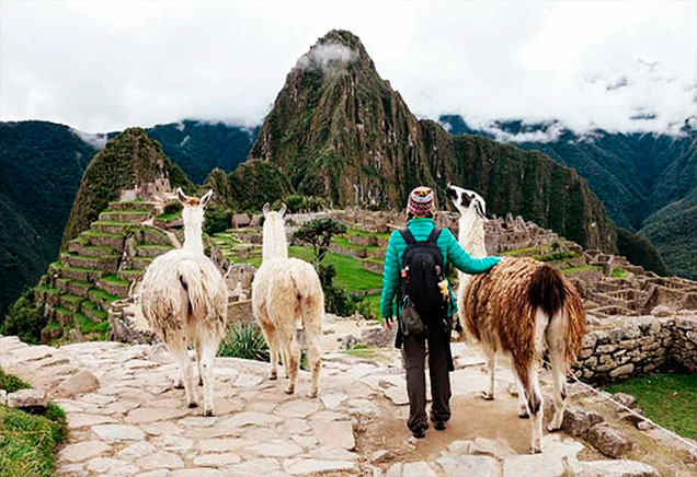 machu-picchu-llama